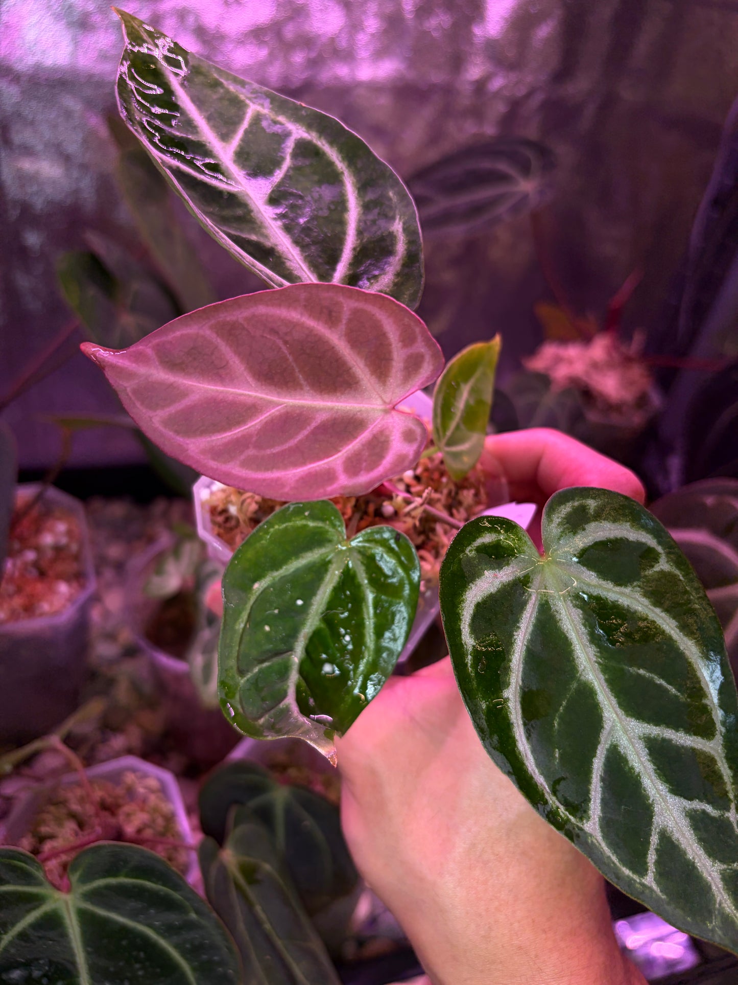 Anthurium ‘Dreamweaver’ × ‘FTG’ Crystallinum