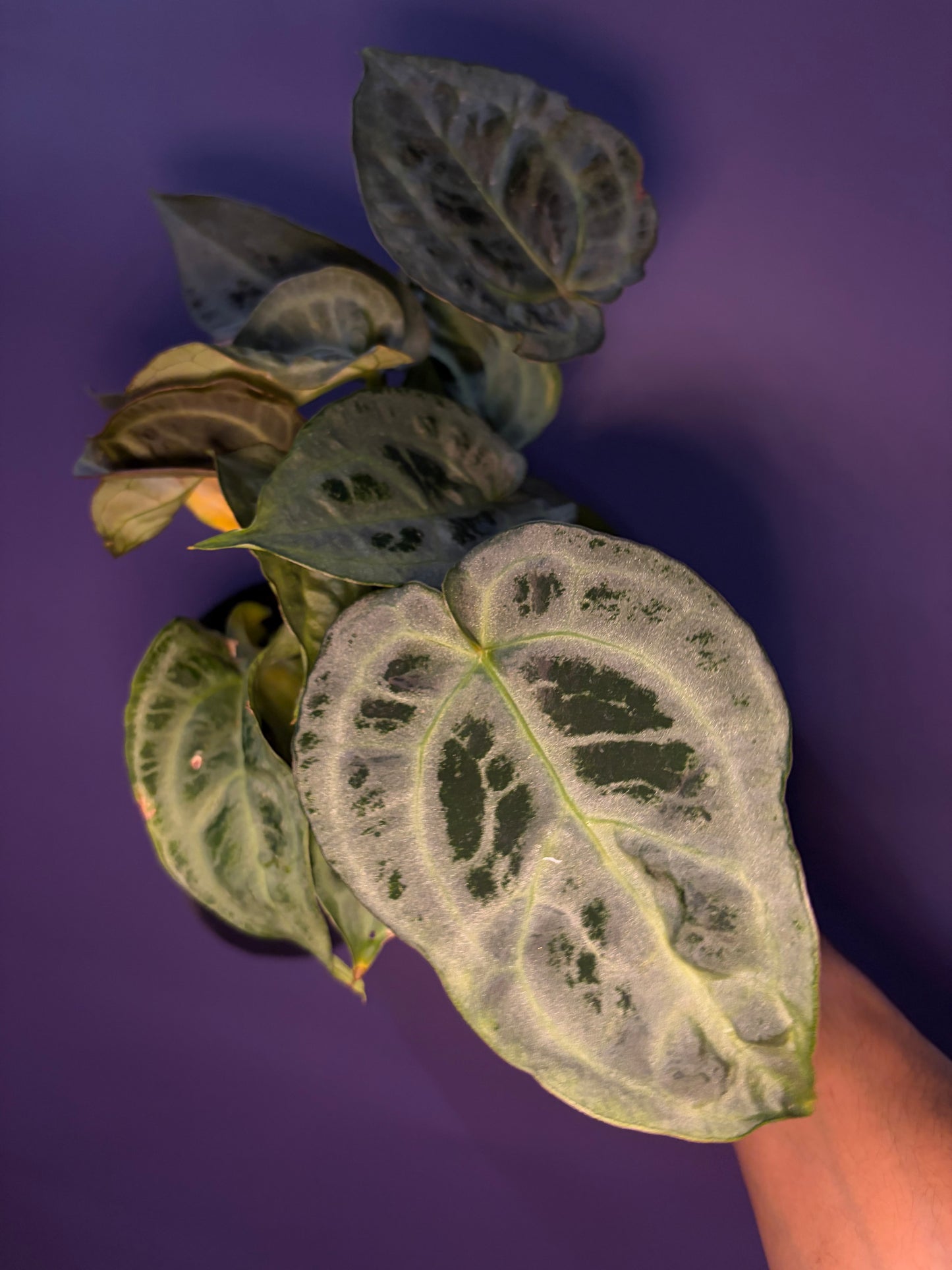 Anthurium ‘Super silver’ hybrid