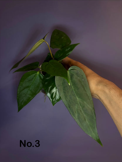 Anthurium portillae ‘NSE’ × ‘Indo portillae’
