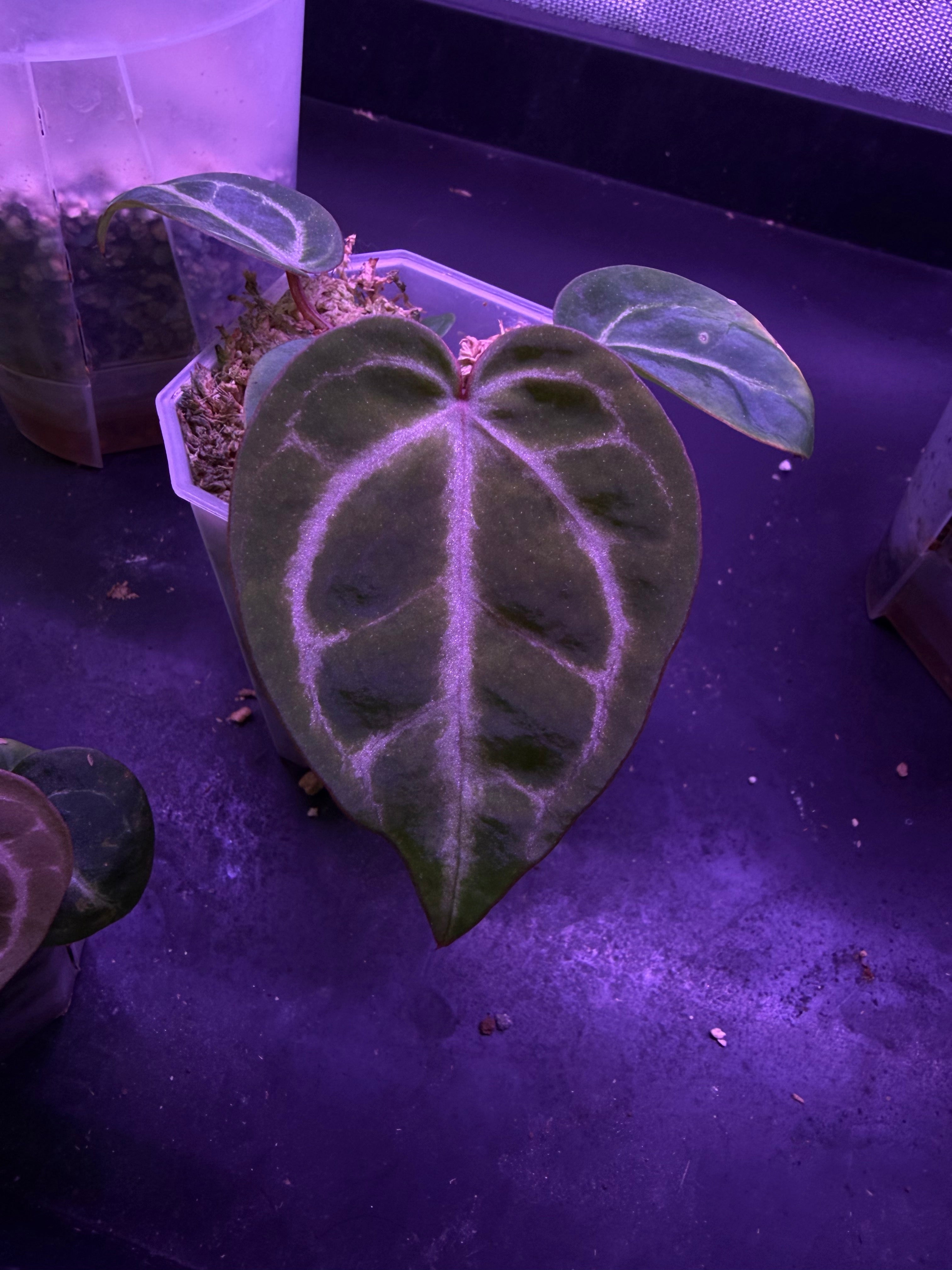 Anthurium (Dorayaki x Red Crystallinum) x Michelle – Secret Foliage