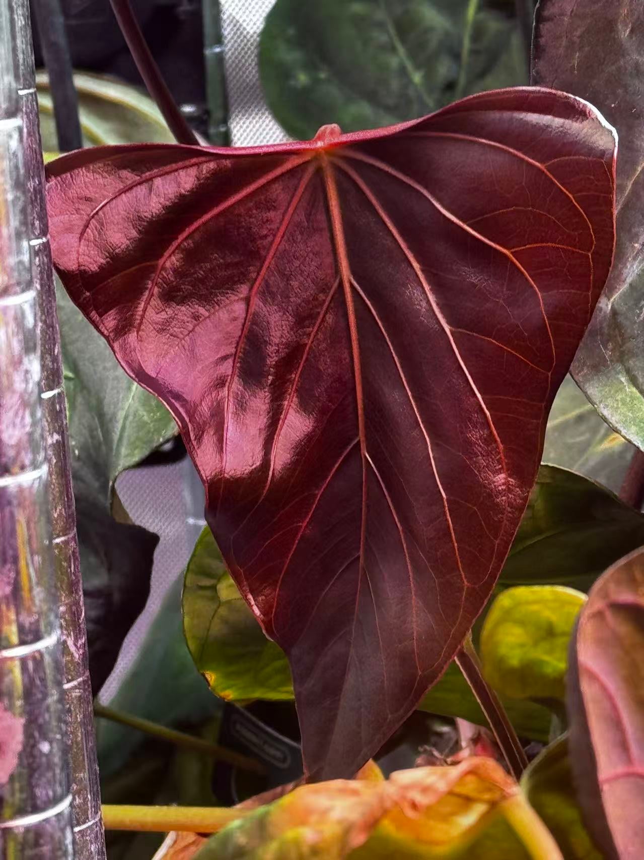 Anthurium Portillae OG - 2013 clone