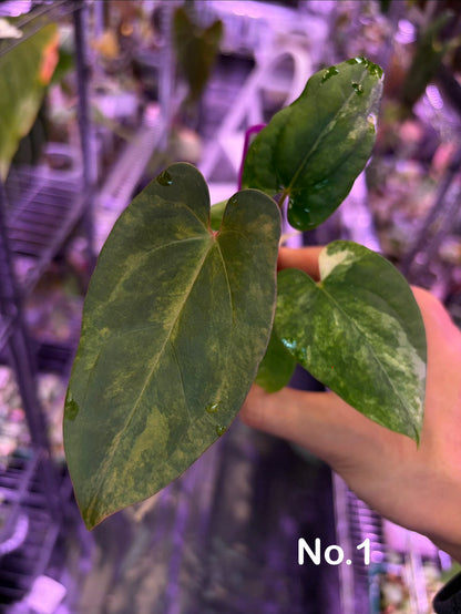 Anthurium papillilaminum var. × ‘BVEP’ [Tezula]