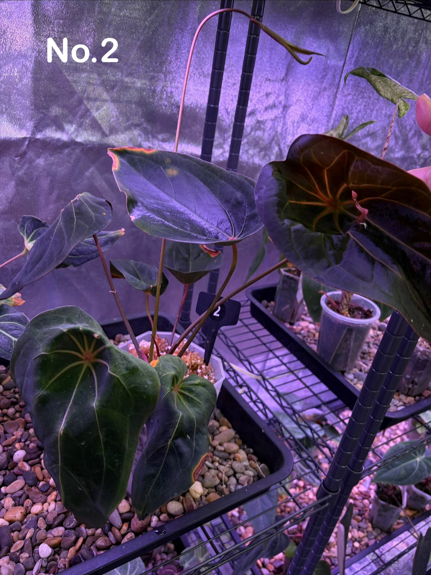 Anthurium Red Spider