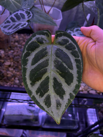 Anthurium King of Spades × Red Crystallinum (HU × RC)