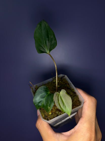 Anthurium ‘BVEP’/antolakii [Tezula] × self