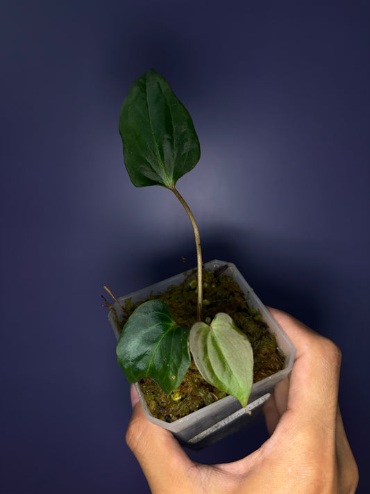 Anthurium ‘BVEP’/antolakii [Tezula] × self