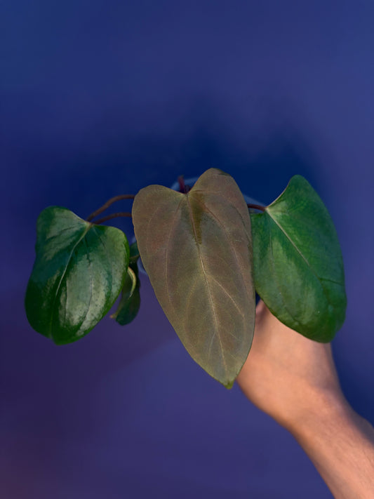 Anthurium ‘Mr. Worldwide’ × Pap ‘Daniel’ - clone