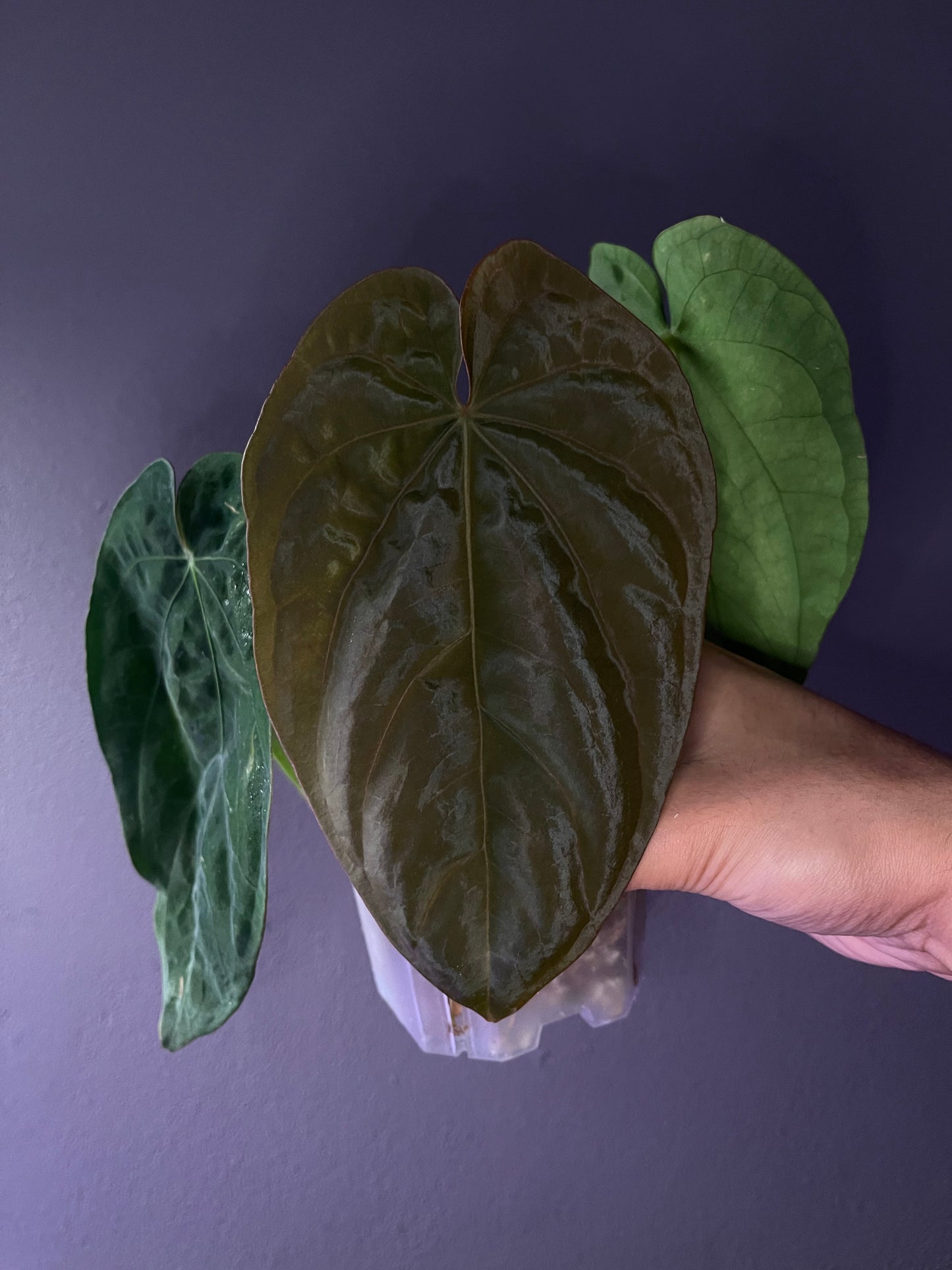 dressleri ‘colon’ × dressleri RG