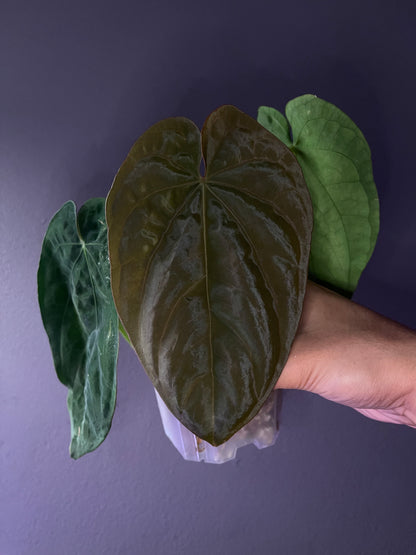 dressleri ‘colon’ × dressleri RG