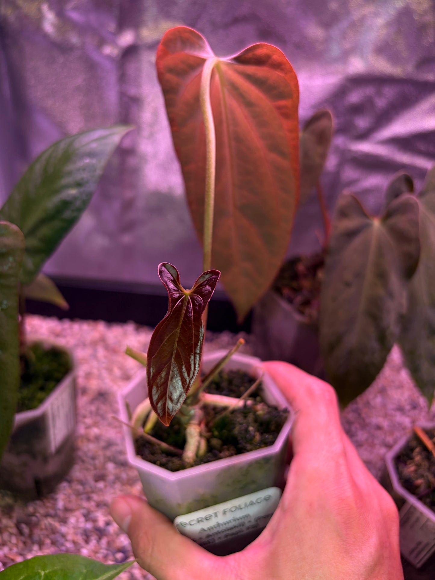 Anthurium (Ace of spades x BVEP) x (Portillae NSE x Papi FS)