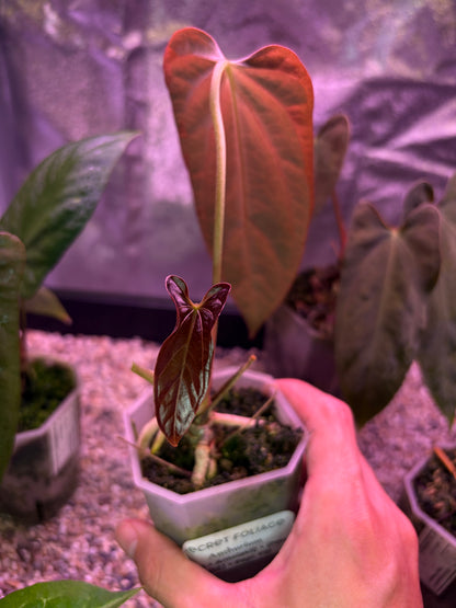 Anthurium (Ace of spades x BVEP) x (Portillae NSE x Papi FS)