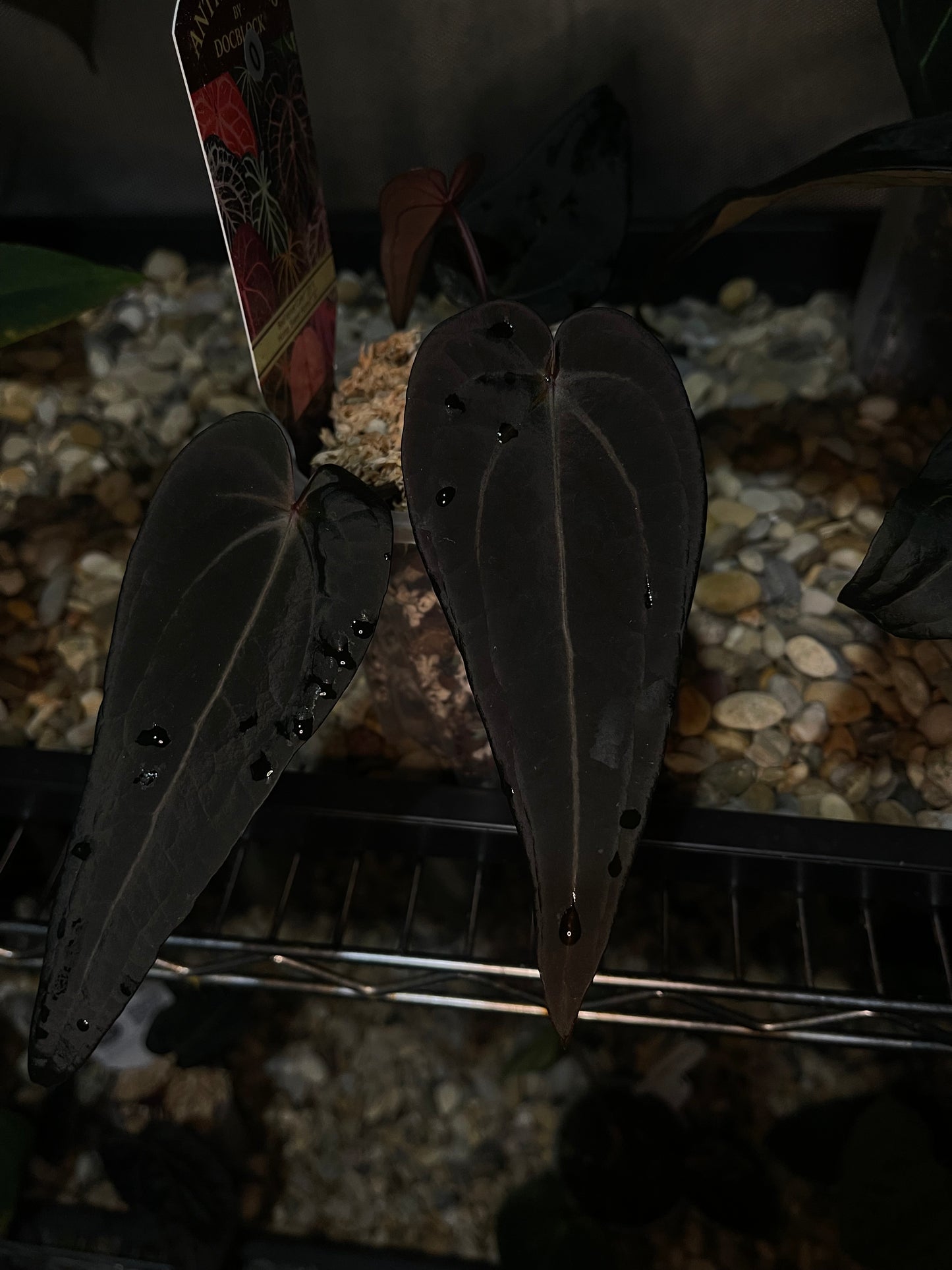 Docblock Red velvet cake ‘24’ x Home, sweet home ‘32’ (selected #1)