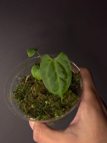 Anthurium besseae aff. (wide form #1) - clone