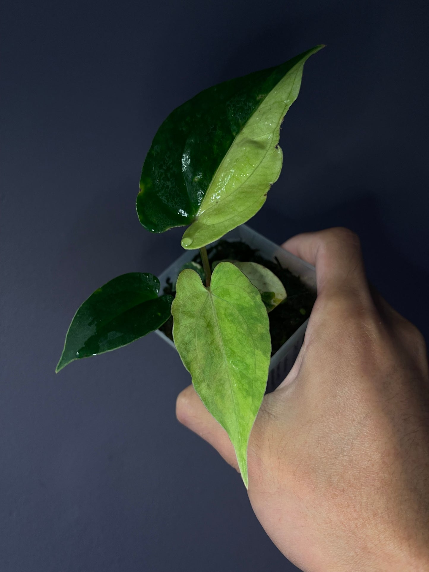 Anthurium ‘Rusty Long’ × papillilaminum ‘Ralph Lynam’ 