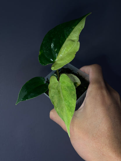 Anthurium ‘Rusty Long’ × papillilaminum ‘Ralph Lynam’ 