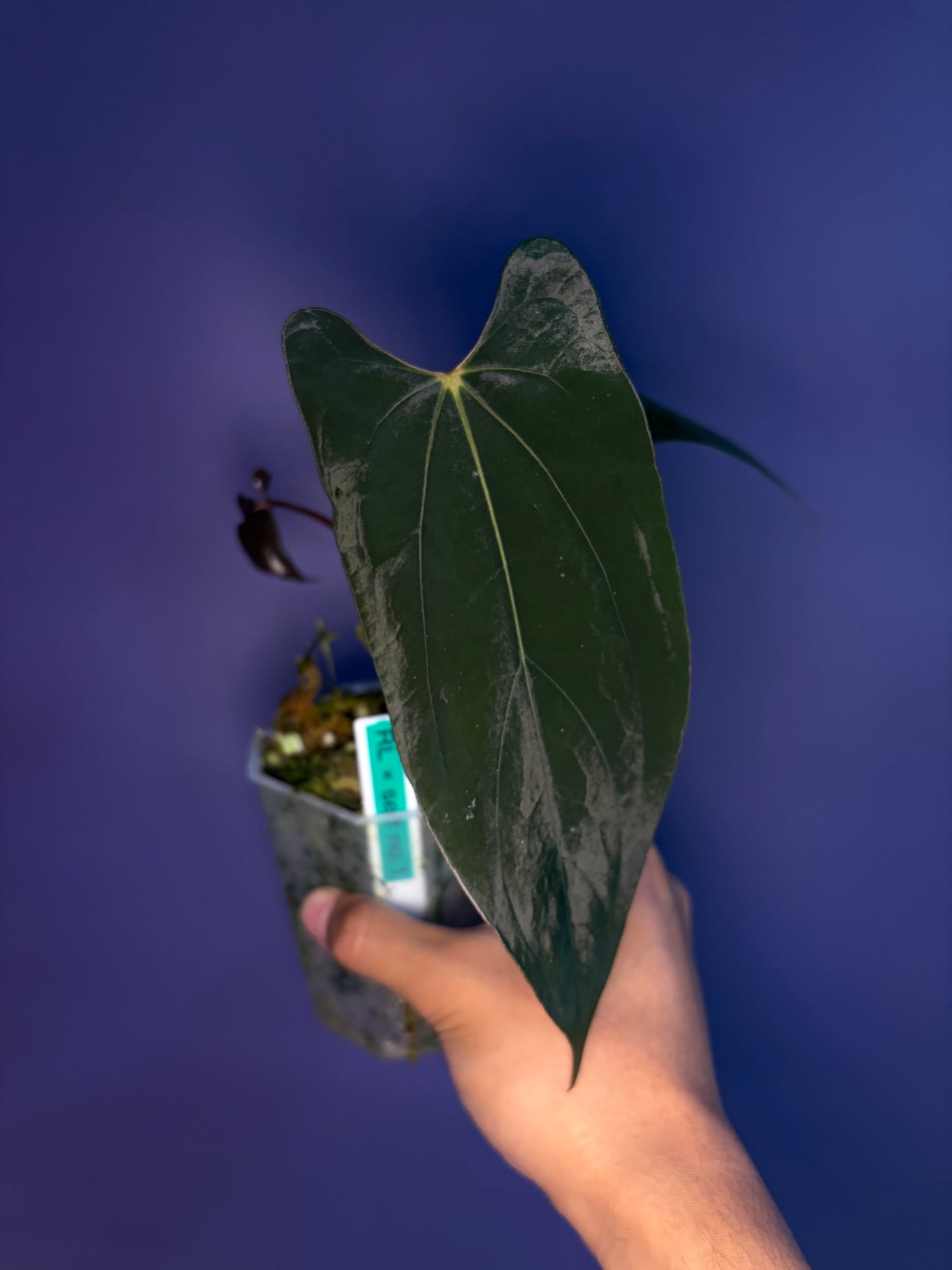 Anthurium papillilaminum ‘Ralph Lynam’ S1 (selected #1)