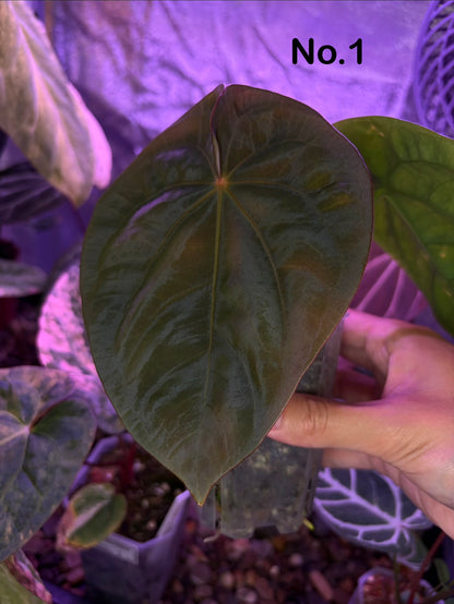 Anthurium dressleri
