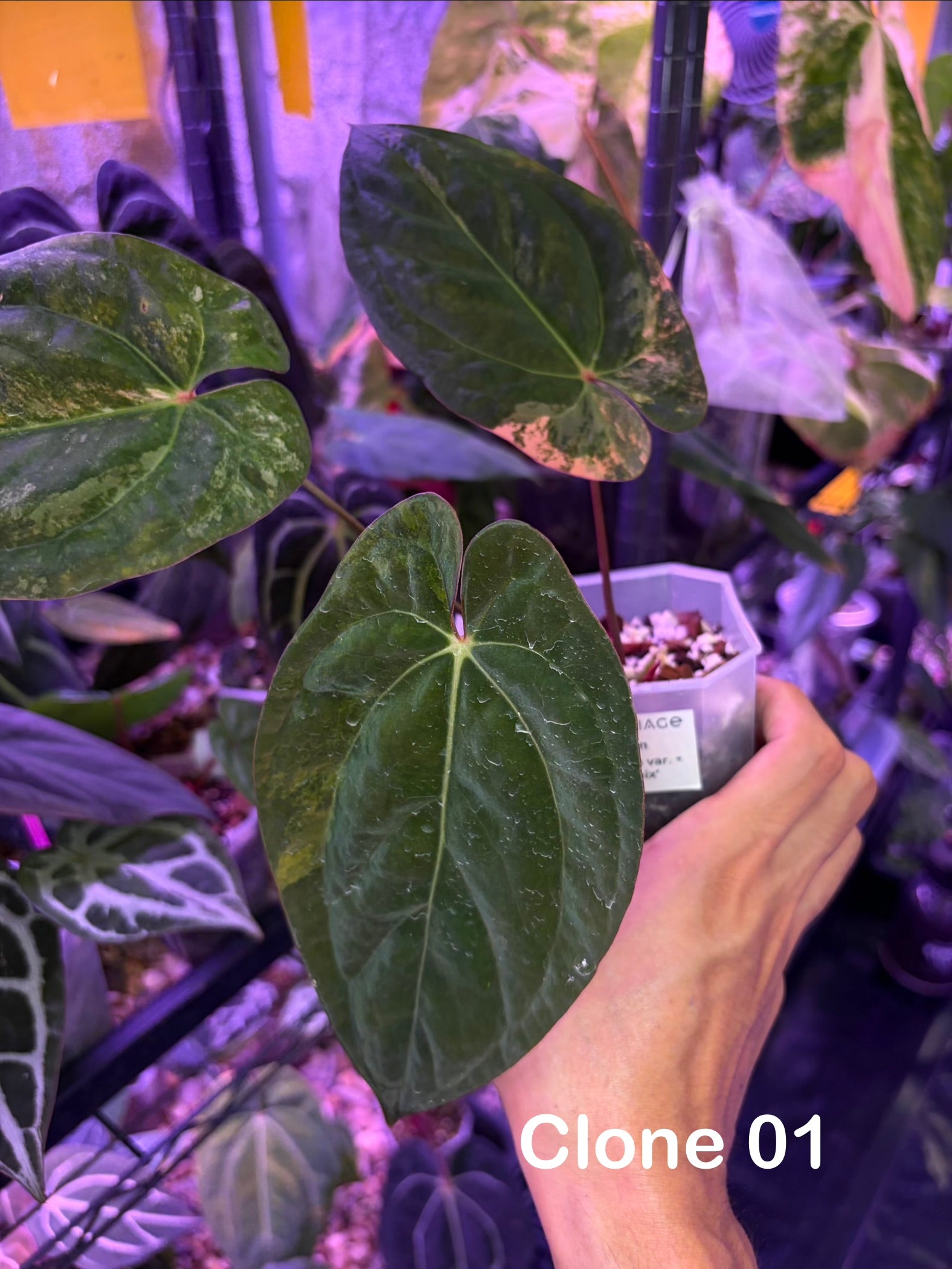 Anthurium papillilaminum var. × 'Twin Phoenix' – Secret Foliage