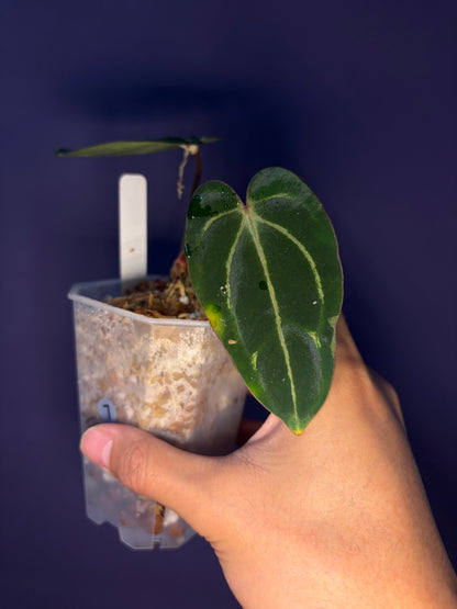 Anthurium ‘Carlablackiae’ (RA5×RA10) × self