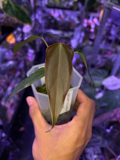 Anthurium ‘Black Sweet’ SF2