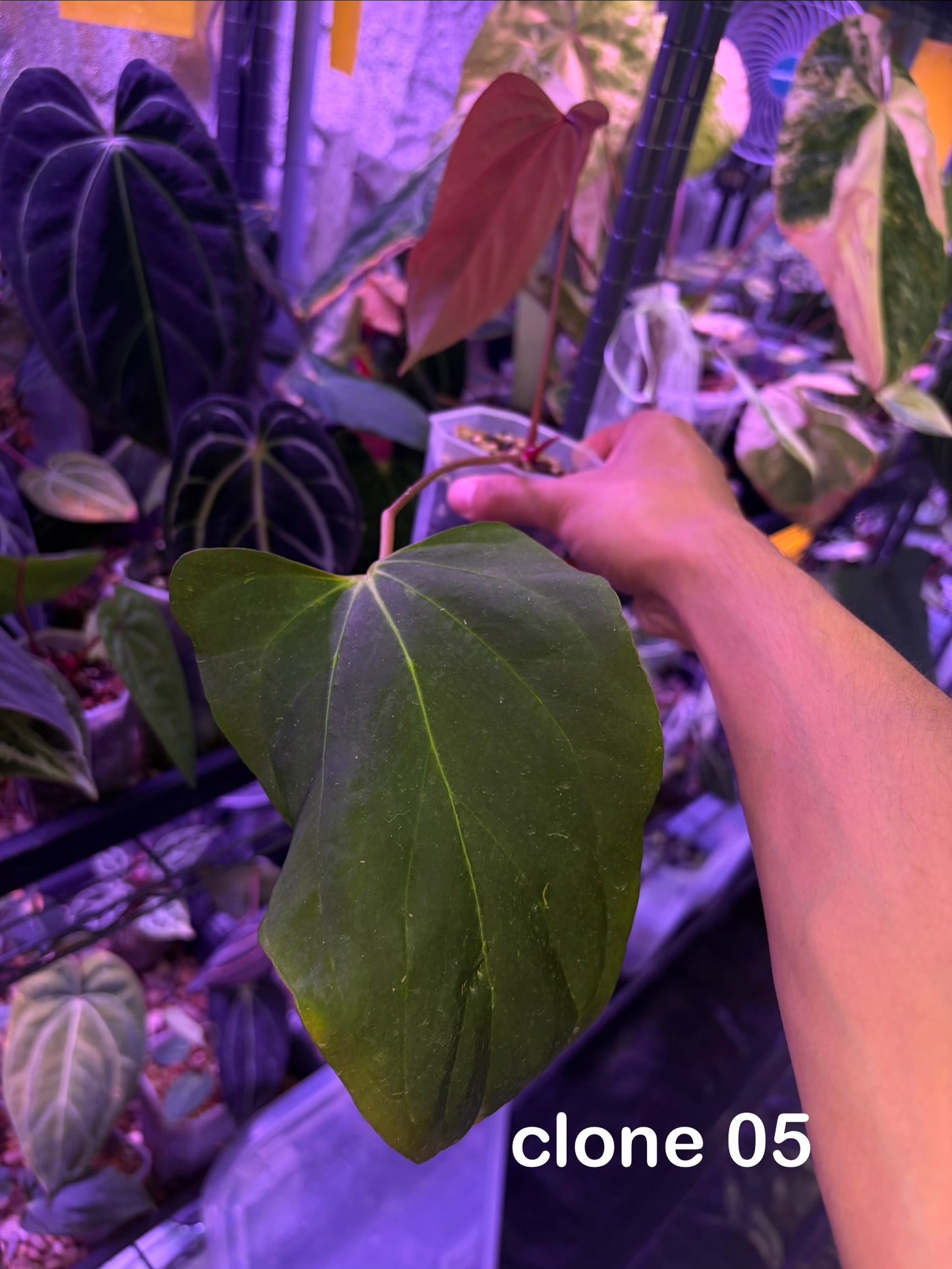 Anthurium Blue Papillilaminum × Indo Portillae (selected)