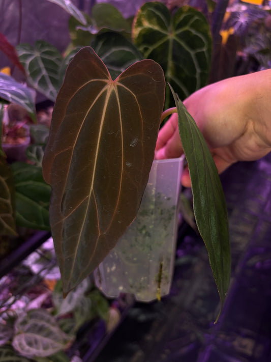 Anthurium papillilaminum ‘Fort Sherman’ × carlablackiae (selected)