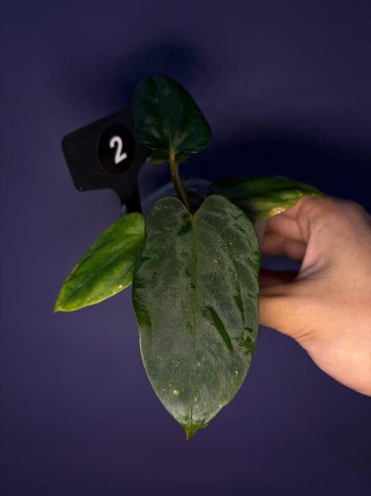 Anthurium Papillilaminum 'Fort Sherman' OG clone (JV)