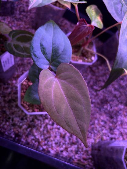 Anthurium ‘King of spades’ × ‘Red vein dark phoenix’ (KOS × RVDP)