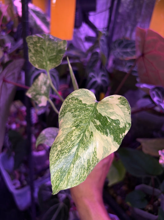 Monstera deliciosa ‘Legacy’