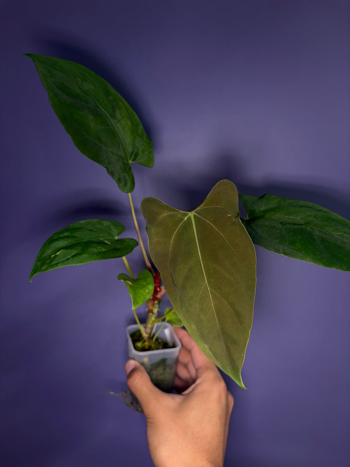 Anthurium Papi ‘Ree Gardens’ × (FS × RL)