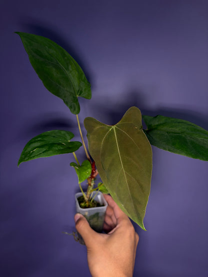 Anthurium Papi ‘Ree Gardens’ × (FS × RL)