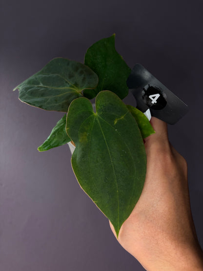 Anthurium antolakii/BVEP (‘Tezula’ × ‘Scott’)