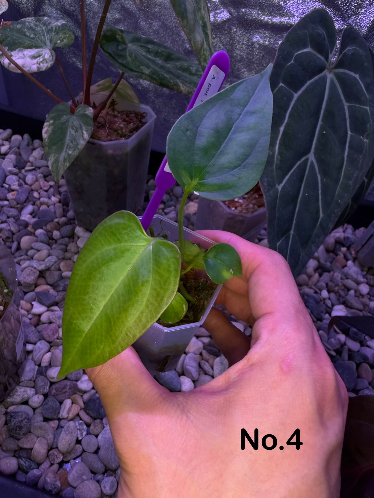 Anthurium ‘Miss Worldwide’ (portillae ‘NSE’ × ‘Indo Portillae’)