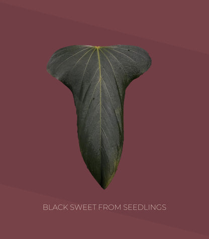 Anthurium Black Sweet from seedlings