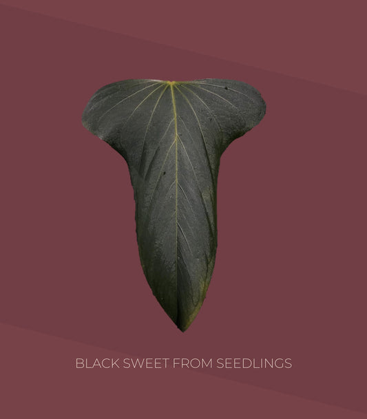 Anthurium Black Sweet from seedlings