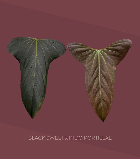 Anthurium Black Sweet x Indo Portillae