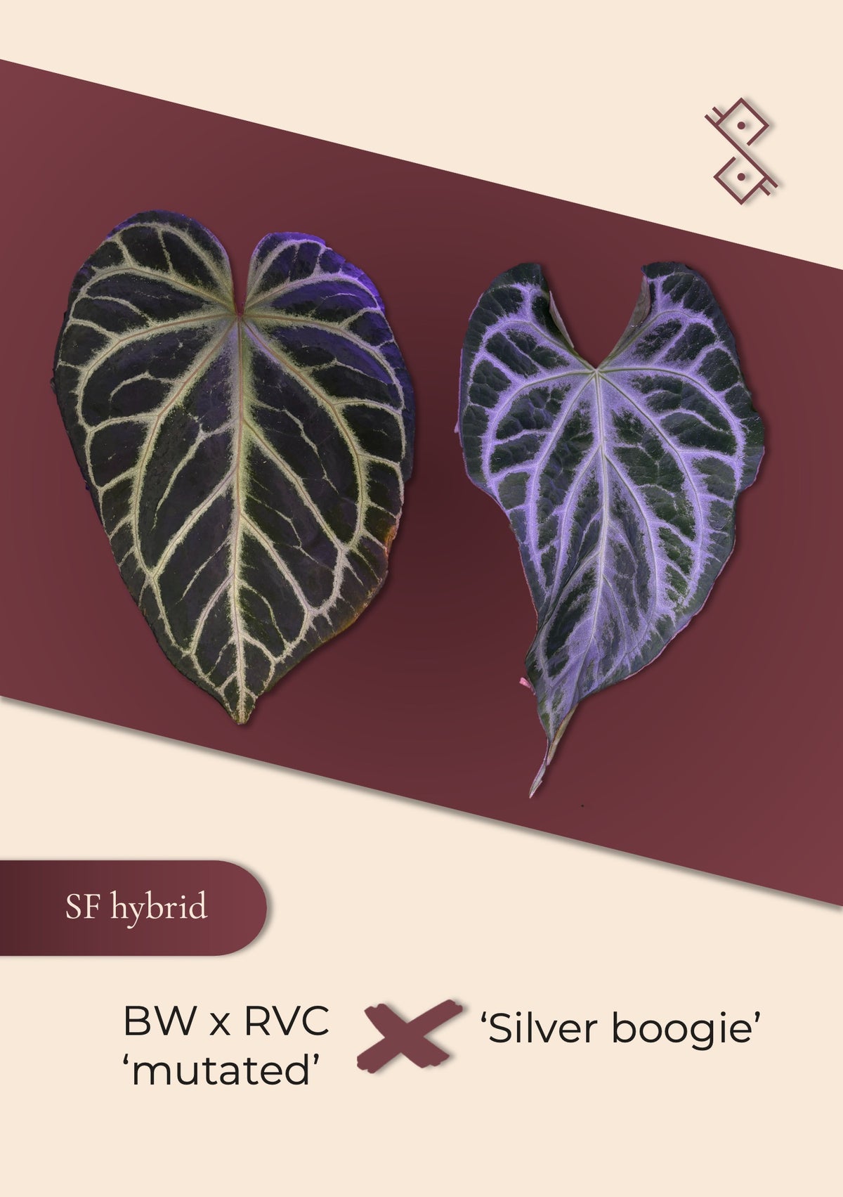 Seedling: (Black widow × Red velvet cake 'mutated') × 'Silver boogie'