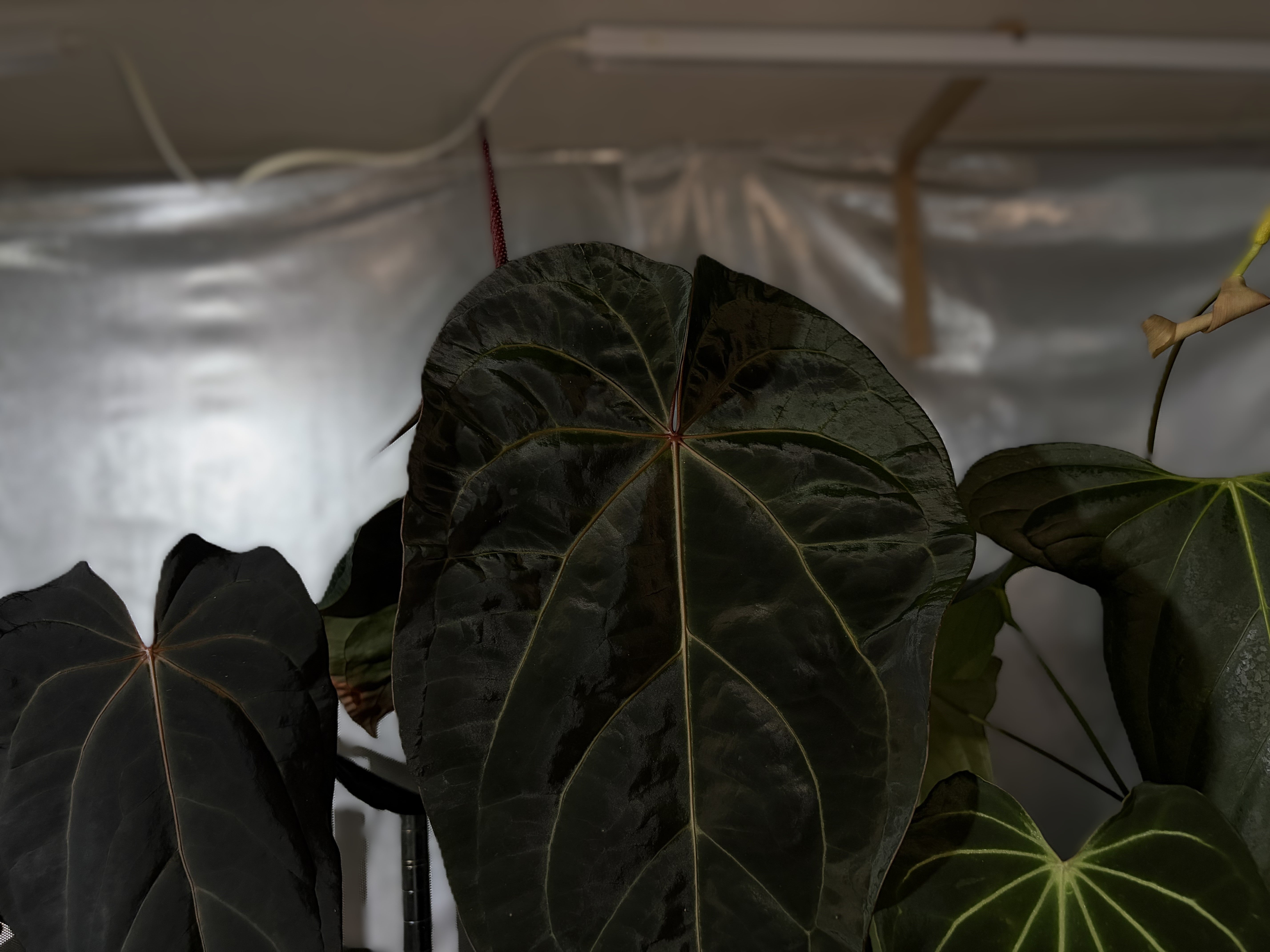 Secret Foliage – Secret Foliage
