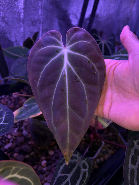 Anthurium besseae aff. #3
