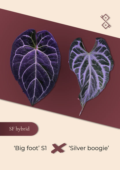 Seedling: 'Big foot' S1 × ‘Silver boogie’