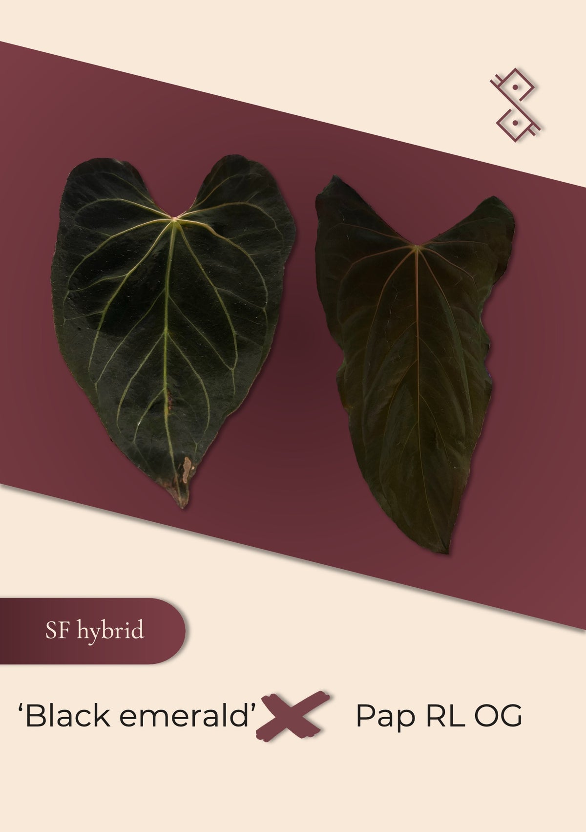 Seedling: 'Black emerald' × pap 'Ralph Lynam' OG