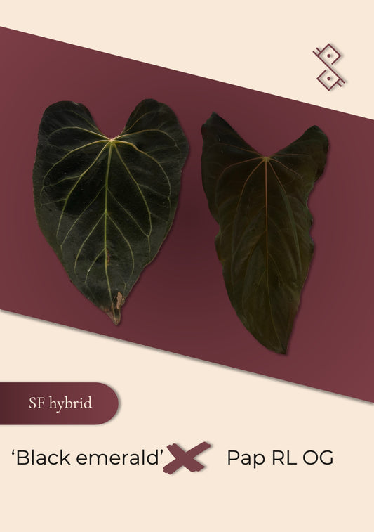 Seedling: 'Black emerald' × pap 'Ralph Lynam' OG
