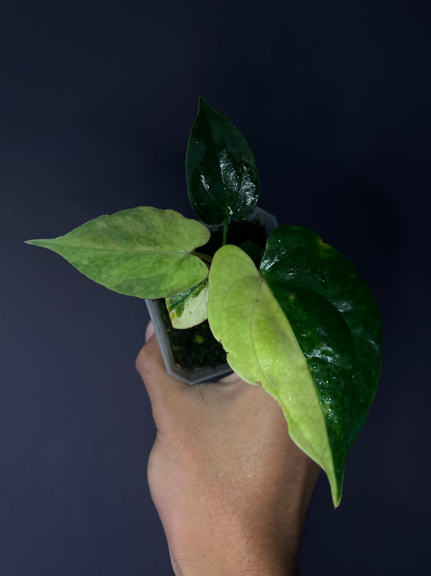 Anthurium ‘Rusty Long’ × papillilaminum ‘Ralph Lynam’ 