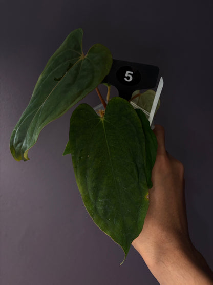 Anthurium ‘Midnight Velvet’ × antolakii ‘Tezula’