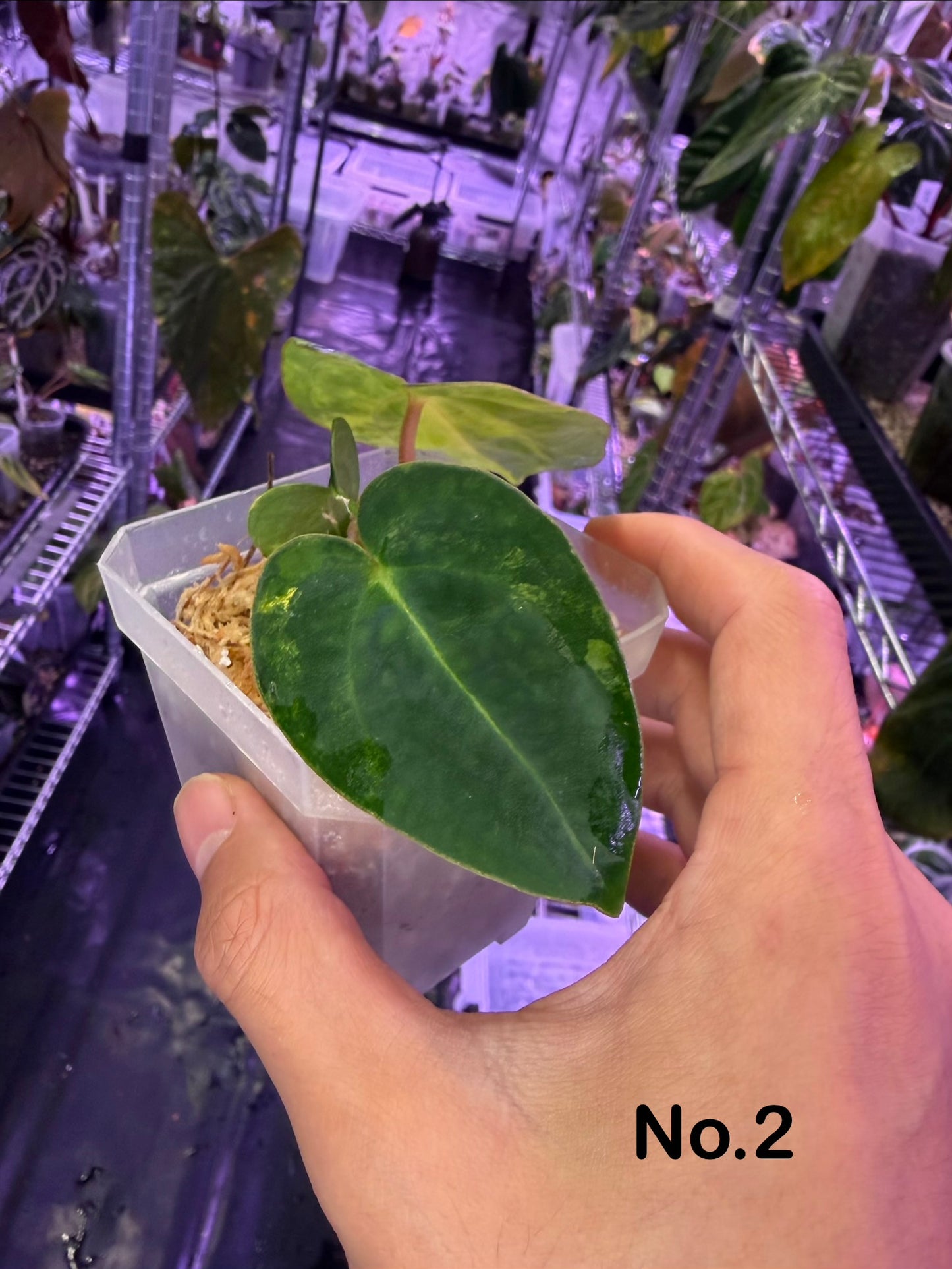 Anthurium papillilaminum var. × carlablackiae