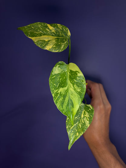 Monstera King Electro Light