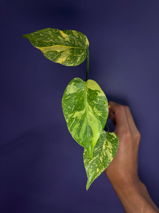 Monstera King Electro Light