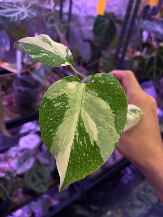 Monstera crème brûlée variegata