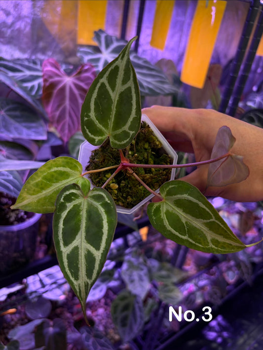 Anthurium ‘Raijin’ (Muchlis × Forgetii) × Michelle