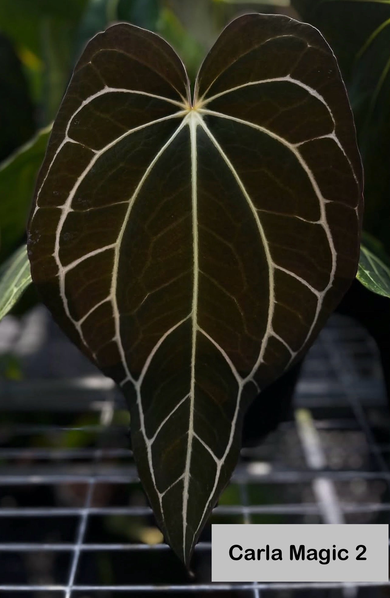 Anthurium carlablackiae (TS3 × magic 2)